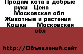 Продам кота в добрые руки › Цена ­ 100 - Московская обл. Животные и растения » Кошки   . Московская обл.